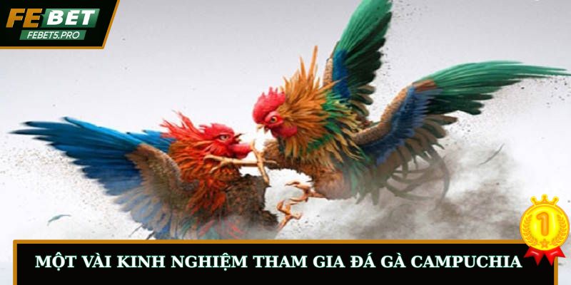Một vài kinh nghiệm tham gia đá gà Campuchia