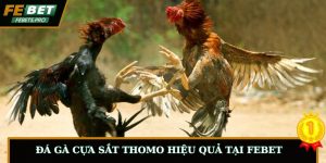 Bí Quyết Tham Gia Đá Gà Cựa Sắt Thomo Hiệu Quả Tại FEBET