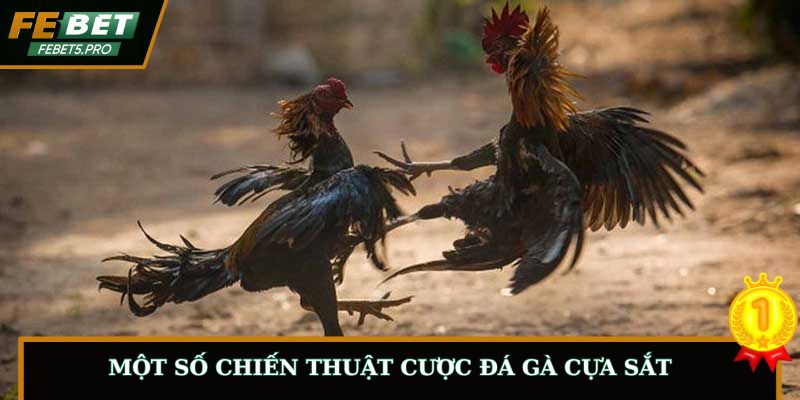Một số chiến thuật cược đá gà cựa sắt