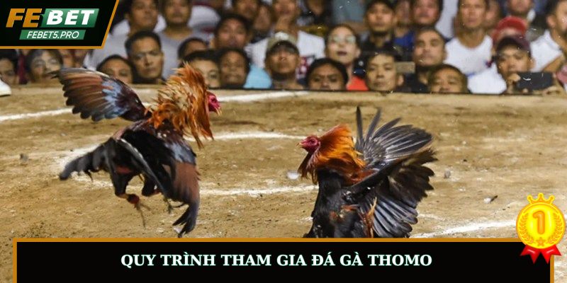 Quy trình tham gia đá gà Thomo