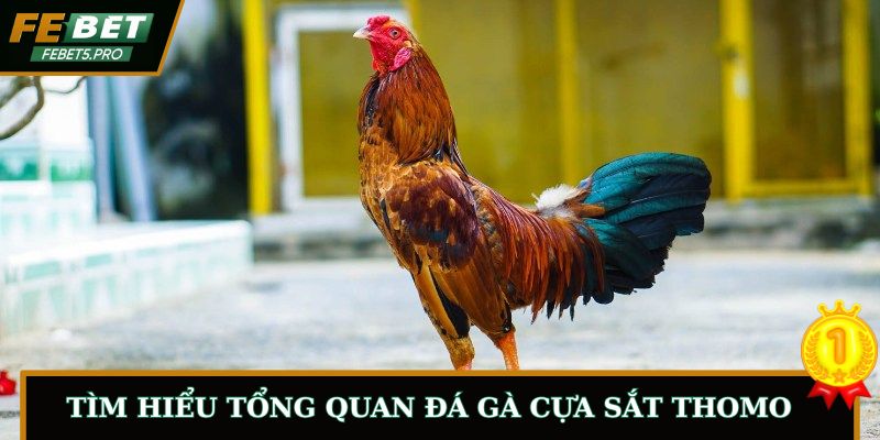 Tìm hiểu tổng quan đá gà cựa sắt Thomo