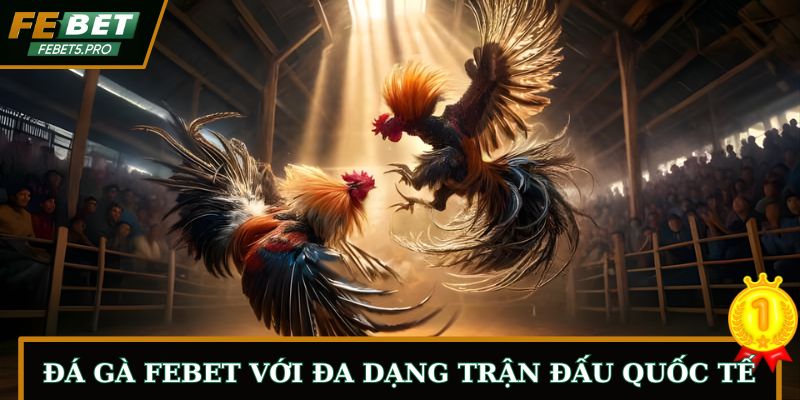 Đá gà FEBET với đa dạng trận đấu quốc tế lớn nhỏ