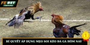 Bí Quyết Áp Dụng Mẹo Soi Kèo Đá Gà Hôm Nay Chuẩn Xác