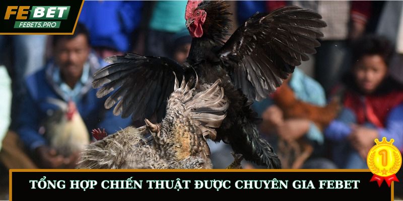Tổng hợp chiến thuật được chuyên gia FEBET