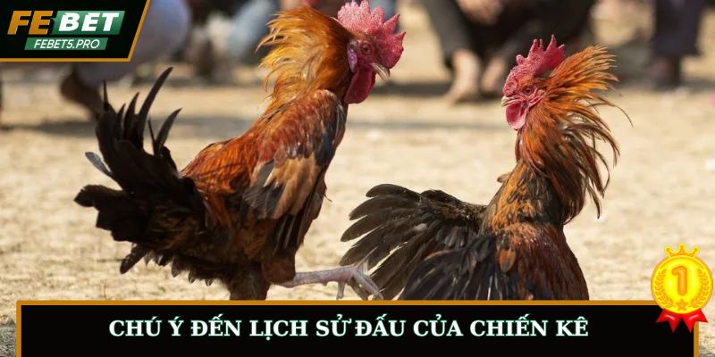 Chú ý đến lịch sử đấu của chiến kê