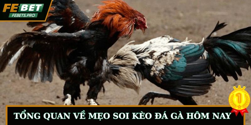 Tổng quan về mẹo soi kèo đá gà hôm nay