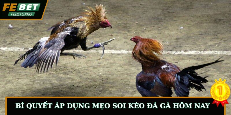 Bí Quyết Áp Dụng Mẹo Soi Kèo Đá Gà Hôm Nay Chuẩn Xác